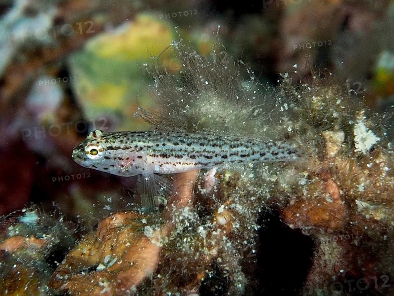 A small spotted fish, Sarato's goby (Gobius fallax), amongst underwater plants, Hausriff dive site, Stoja, Pula, Croatia, Mediterranean Sea