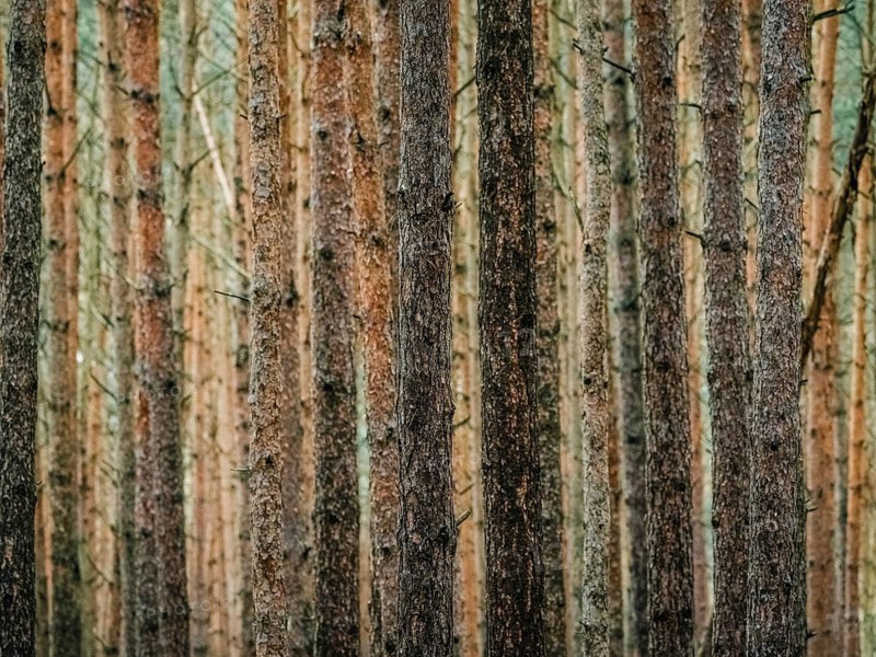 Red and orange in a pine forest, Nossentiner Schwinzer Heide nature park Park, Mecklenburg-Western Pomerania, Germany