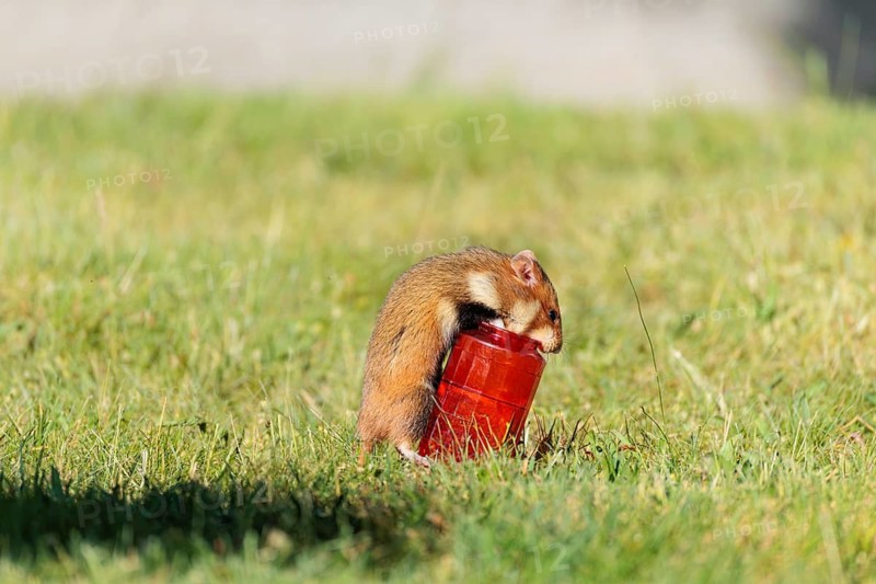 A European hamster (Cricetus cricetus) rolls a grave candle toward its burrow to eat the wax. Vienna, Austria