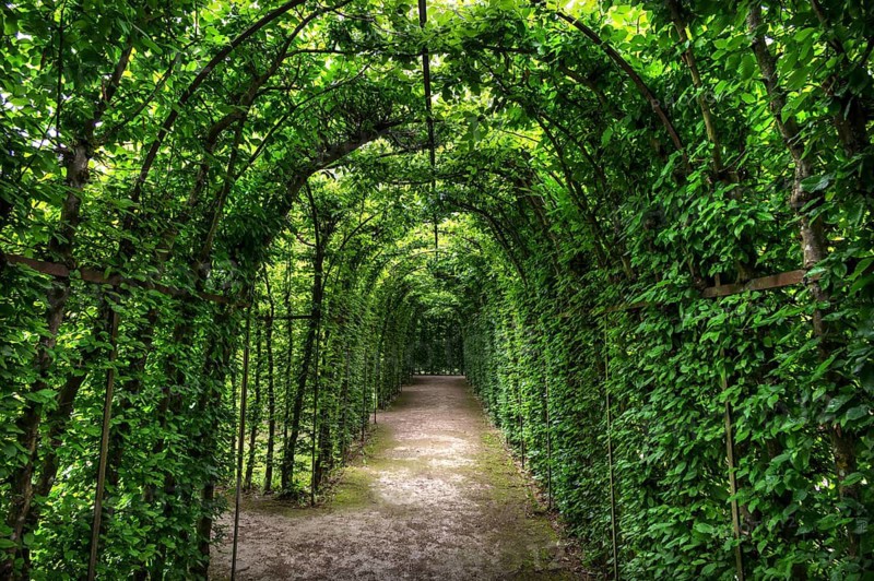 Arbour made of common hornbeam (Carpinus betulus), Upper Franconia, Bavaria, Germany