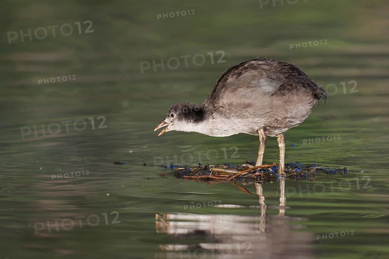 Eurasian Coot (Fulica atra), juvenile, North Rhine-Westphalia, Germany