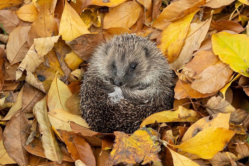 European hedgehog (Erinaceus europaeus) adult animal resting on a pile of autumn colour tree leaves, England, United Kingdom