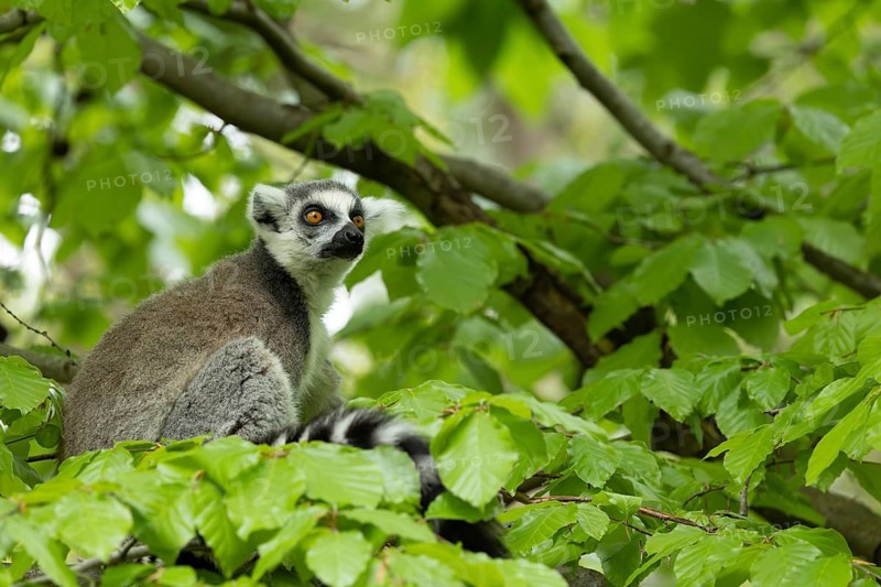 A lemur is sitting on a branch and looking intently into the camera, a seated ring-tailed lemur (Lemur catta) on a branch against a backdrop of green foliage, in captivity, Apenheul, Netherlands