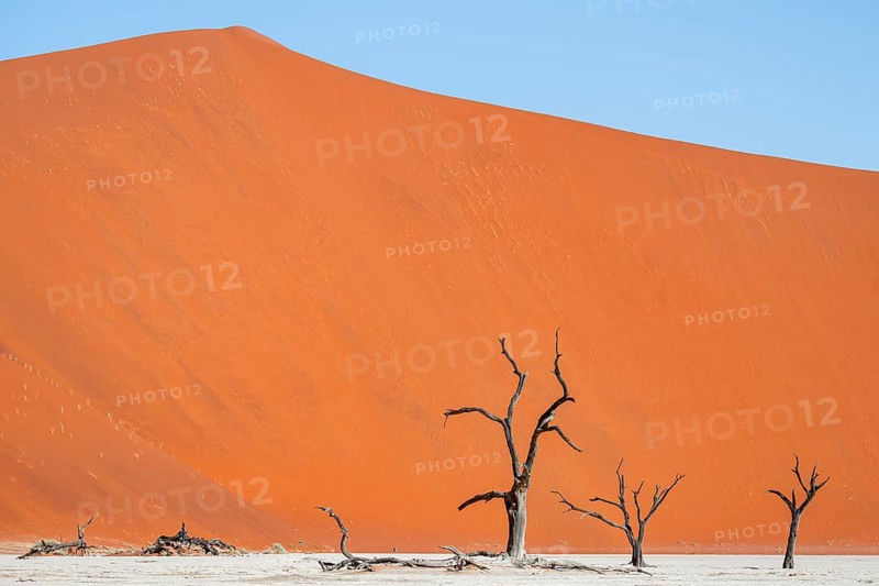 Dead camel thorn trees (Vachellia erioloba), red sand dunes, white salt pan, Dead Vlei, Sossusvlei, Namib Desert, Namib-Naukluft Park, Namibia