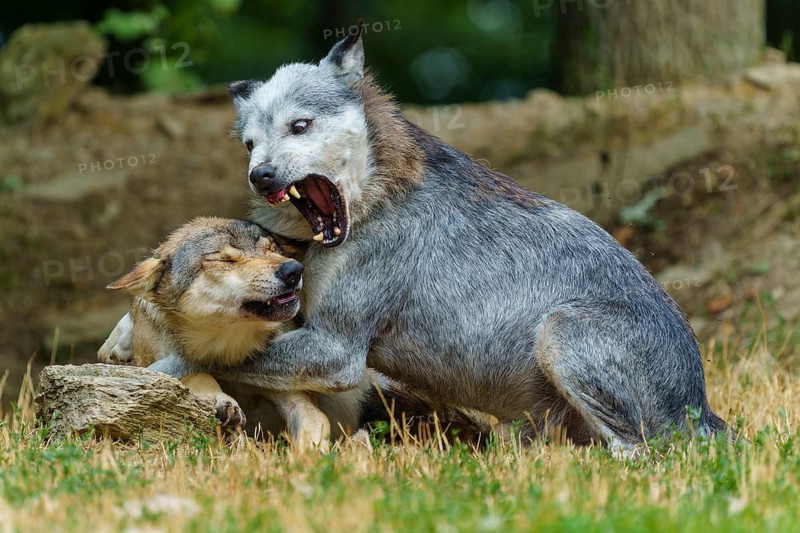 Timberwolf, wolf, American wolf (Canis lupus lycaon), Germany, a wolf playfully nipping another's neck in a natural setting
