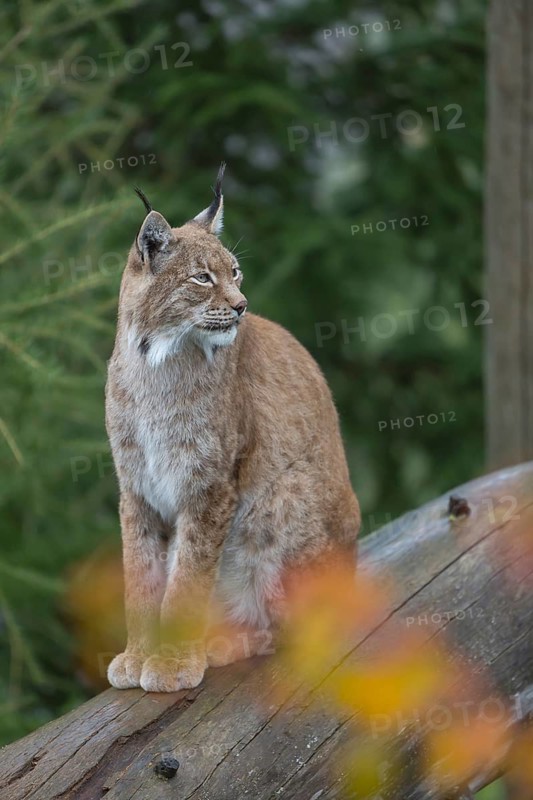 One Eurasian lynx, (Lynx lynx), sitting on fallen dead tree with a green natural background and autumnal leaves in the foreground