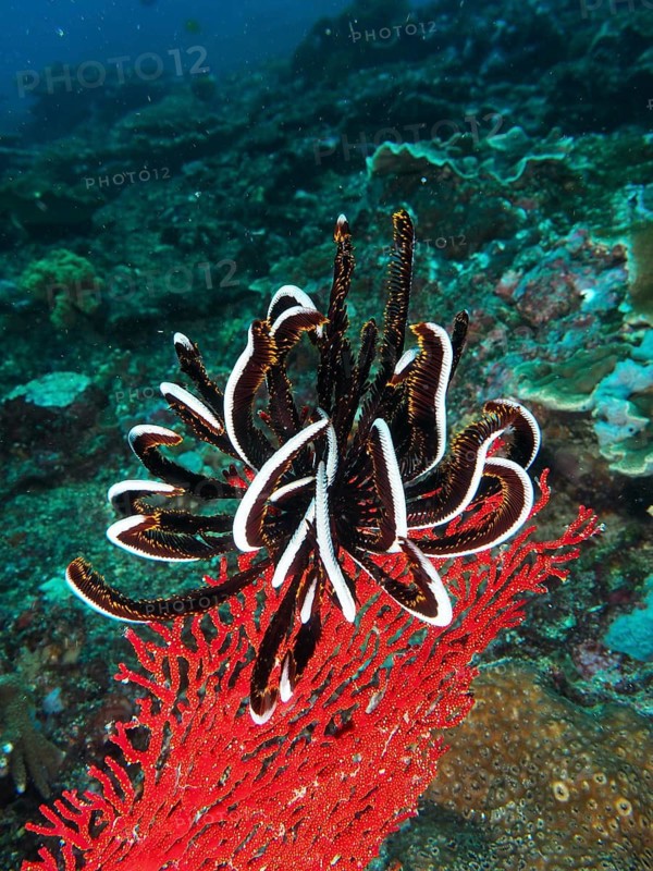 Colourful marine life featuring a black-and-white Bennett's hair star (Anneissia bennetti) on red coral, Toyapakeh dive site, Nusa Ceningan, Nusa Penida, Bali, Indonesia