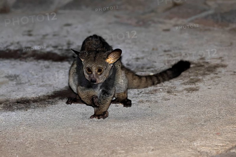 Big-eared giant galago (Otolemur crassicaudatus), adult, on the ground, in the evening, nocturnal, foraging, alert, Kruger National Park, Limpopo Province, South Africa