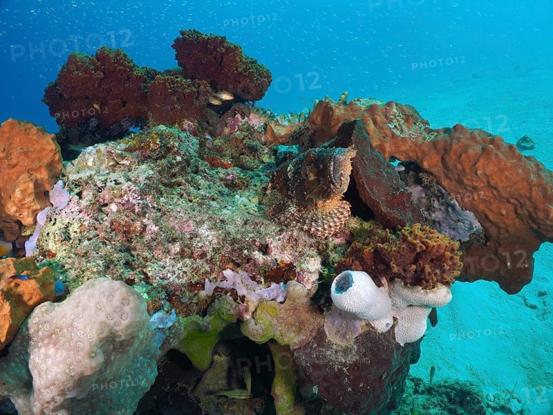 A colourful reef teeming with corals, with a camouflaged Papuan scorpionfish (Scorpaenopsis papuensis) perched upon it, at the Close Encounters dive site, Permuteran, Bali, Indonesia