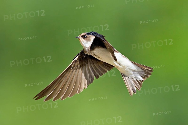 Sand martin (Riparia riparia), in flight, Reussegg nature reserve, Canton Aargau, Switzerland