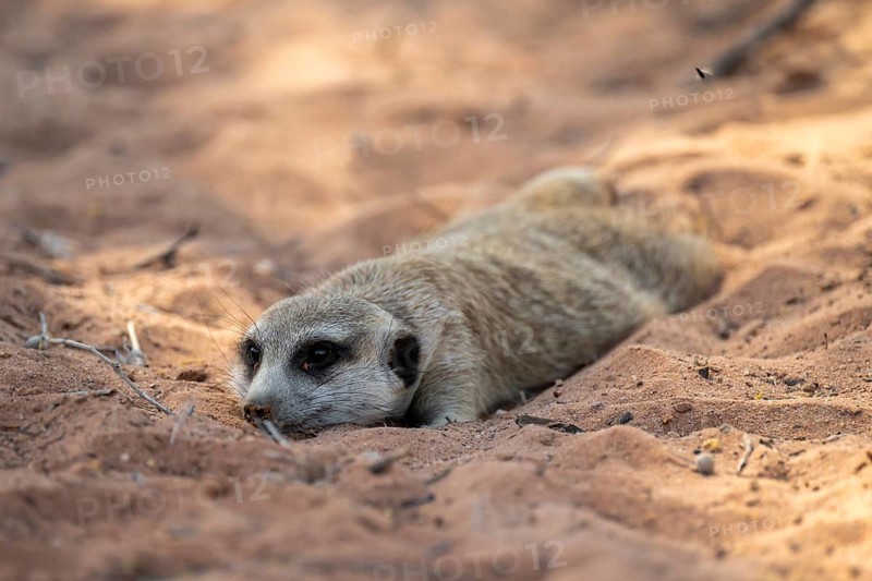 Reclining meerkat (Suricatta suricata), Kgalagadi Transfrontier Park, Northern Cape, South Africa