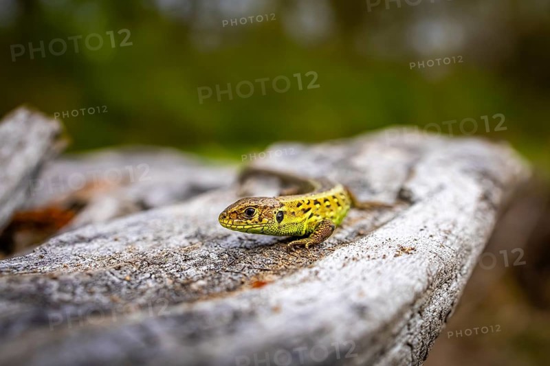 Lizard on a piece of wood in its natural habitat, focus on the reptile, sand lizard (Lacerta agilis), male in breeding plumage, on a pile of wood, Baden-Württemberg, Germany