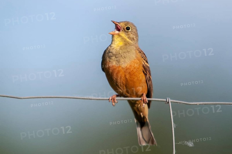 Emberiza hortulana, ortolan, ortolan bunting, birds, song, male, passeri, singing, songbirds, birds