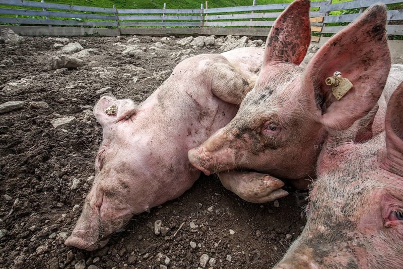 Pigs lie in front of the pigsty and sleep, Alpe Schlappold, Fellhorn, Oberstdorf, Oberallgäu, Allgäu, Bavaria, Germany
