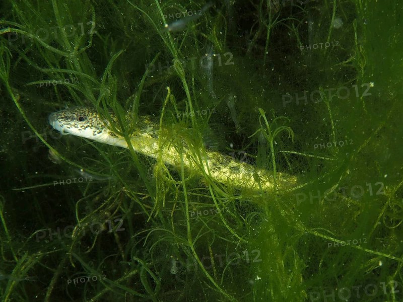 A fish, the brook loach (Barbatula barbatula), swims through dense algae in a natural underwater environment at the Wildsau dive site, Berlingen, Lake Constance, Switzerland and Germany
