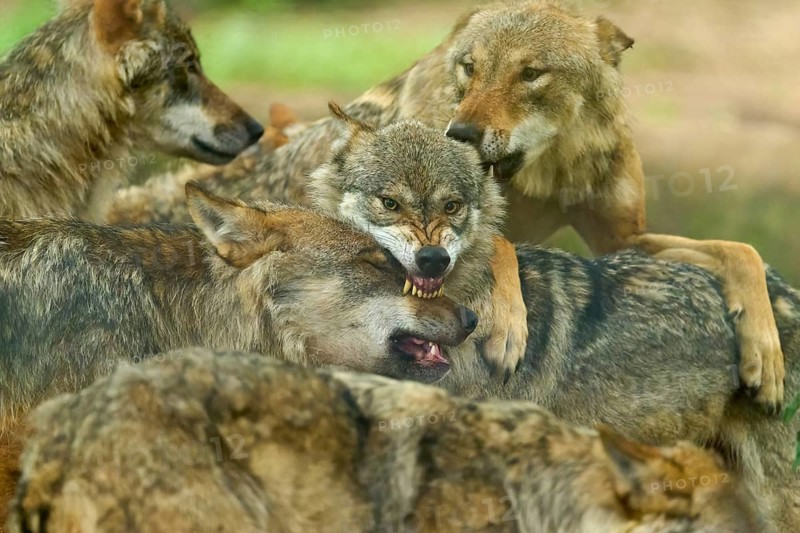 Aggressive interaction between wolves in a woodland area, summer, wolf (Canis lupus), Germany
