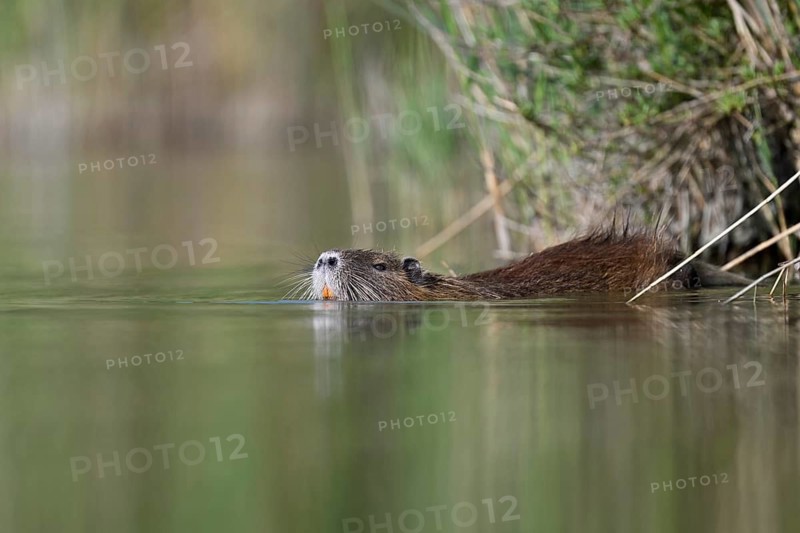 Nutria (Myocastor coypus), swimming in the water, Camargue, southern France, France