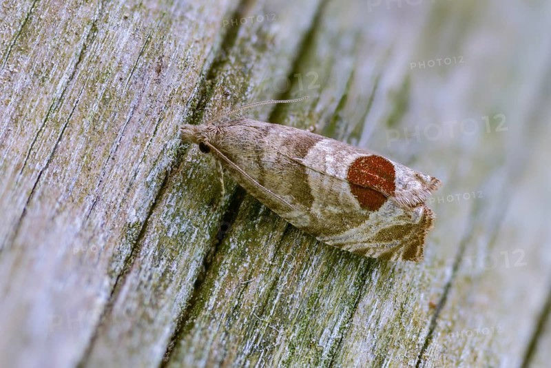 Blackberry shoot moth, epiblema uddmaniana, notocelia uddmanniana, bramble shoot moth, insects, moths, moths, butterflies