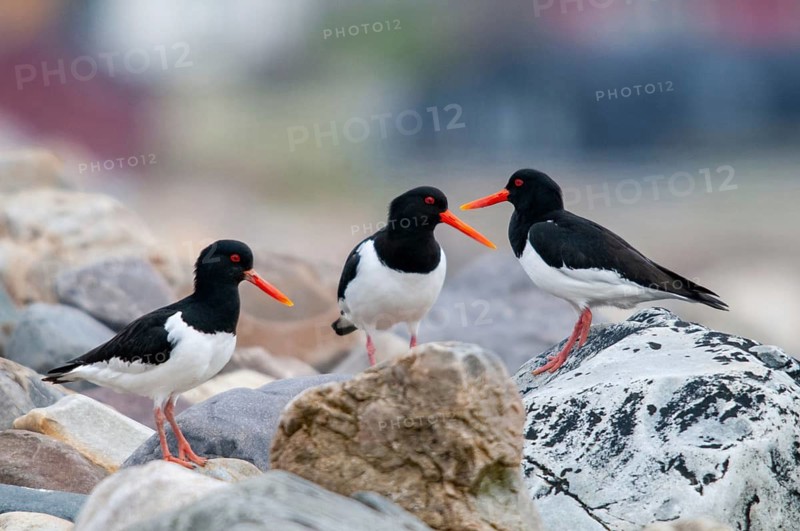 Oystercatchers, Haematopus ostralegus, Norway, oystercatcher, varanger, birds, charadriiformes, limikolen, snipe birds, scolopacidae, birds, waders, waders