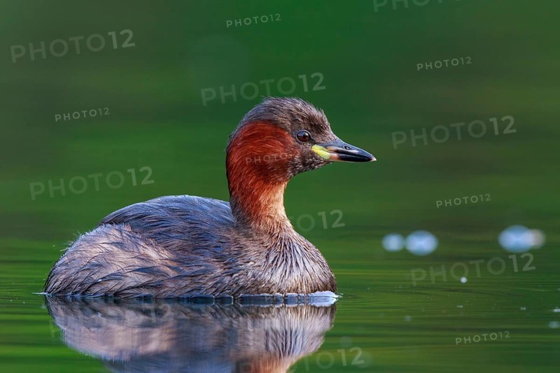 Little Grebe (Tachybaptus ruficollis), North Rhine-Westphalia, Germany