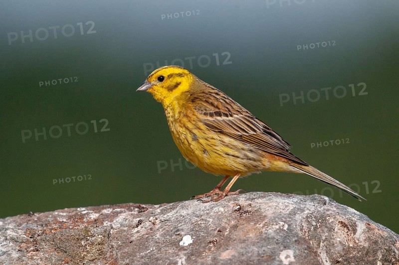 Brandenburg, Emberiza Citrinella, Germany, Yellowhammer, Nabu, national natural heritage, natural paradise Grünhaus, Yellowhammer, post-mining landscape, birds, green house, male, passeri, songbirds, birds