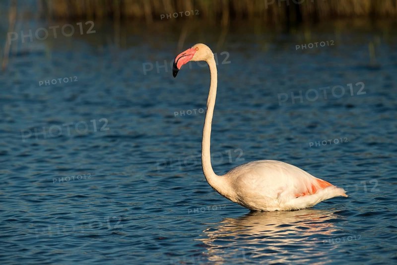 Afro-Asian Greater Flamingo, Eurasian Flamingo, European Flamingo, Granelli, Greater Flamingo, Italy, Pantano Cuba Lagoon, Pantano Longarini Lagoon, Pantani Cuba and Longarini, Phoenicopterus Roseus, Rosy Flamingo, Migratory Bird Sanctuary Pantani Cuba & Longarini, Birds, Ciconiiformes, Flamingo, Italy birds, Sicily, Foundation for Biodiversity, stork birds, birds
