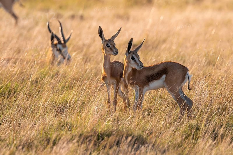 Cute young animals, springbok (Antidorcas marsupialis) in meadow, Mountain Zebra National Park, South Africa