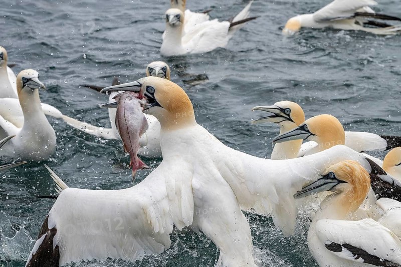Northern gannets (Morus bassanus) are fighting over a fish they have caught at sea off the island of Noss, Shetland Islands, Scotland, United Kingdom