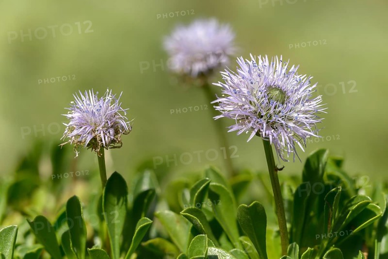 Globularia cordifolia, heart-leaved globe daisy, heart-leaved globular flower, flora, globular flower, plants