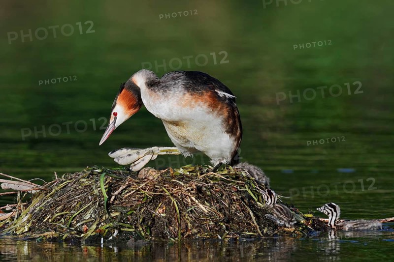 Great Crested Grebe (Podiceps scalloped ribbonfish) with chicks on the nest, North Rhine-Westphalia, Germany