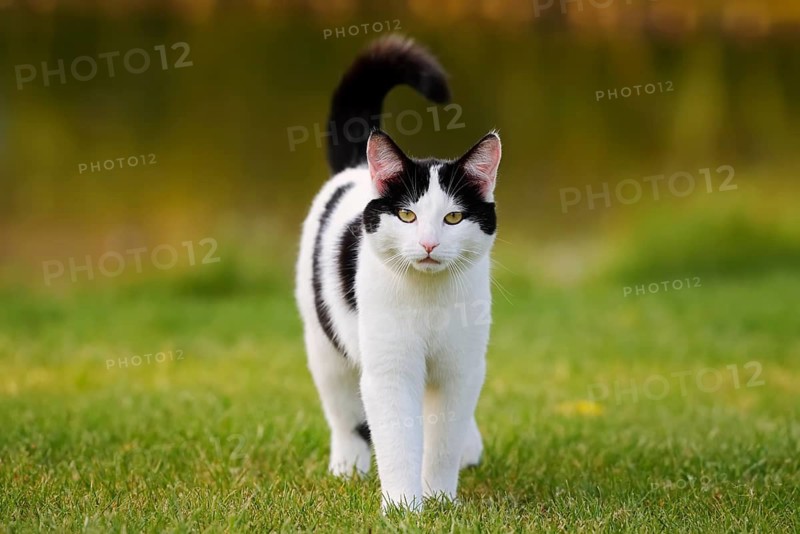 Domestic cat standing in a meadow, North Rhine-Westphalia, Germany