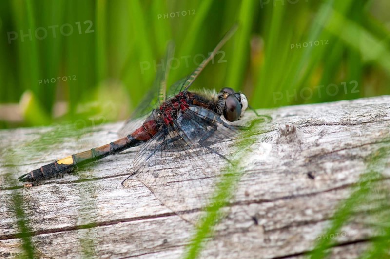 Large moss maiden, large white-faced darter, leucorrhinia pectoralis, yellow-spotted whiteface, anisoptera, damselflies, dragonflies, insects, dragonflies, males, odonata
