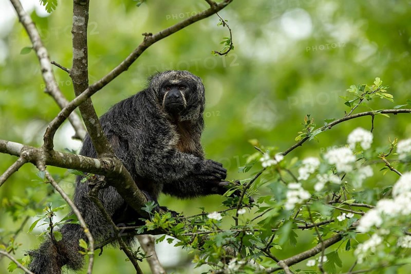A monkey sits in a large tree surrounded by green leaves, adult Saki monkey from Isabel's monk, Pithecia Isabela, sitting on a tree, captive, Apenheul, Netherlands