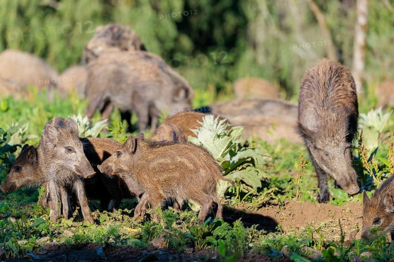 A herd of wild boars (Sus scrofa) with piglets searches for food in a green clearing. Bavaria, Germany