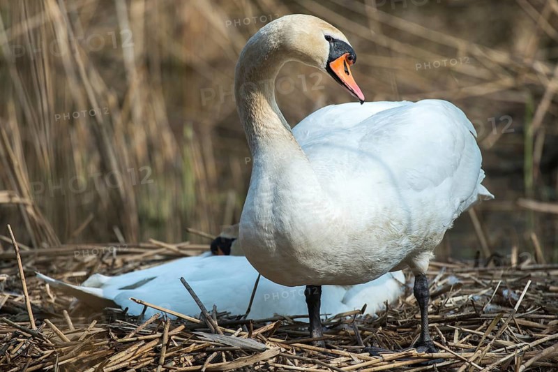 Cygnus olor, mute swan, anatidae, birds, breed, brood, couple, duckbirds, female, mute swan, male, nest, couple, swan, swans, birds, waterbirds, waterbirds, female
