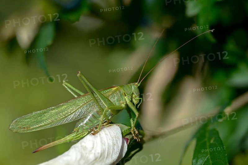 Grasshoppers, Great Green Bush cricket, big hayhorse, green hayhorse, deciduous locusts, songscares, Tettigonia viridissima, tettigonioidea, ensifera, grasshoppers, insects, insects, long-feeler scare