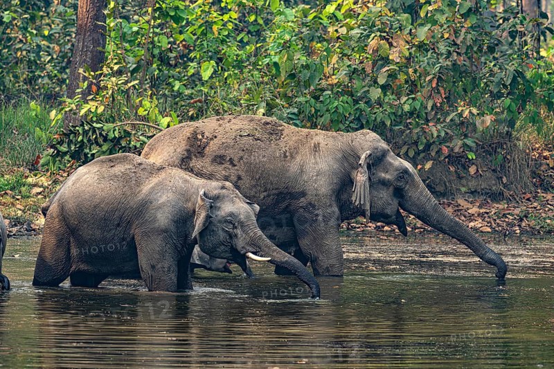 Elephants at a watering hole, Asian elephant, Elephas maximus, Bardia National Park, jungle, jungle, Nepal