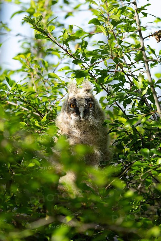 Owl chicks, well camouflaged amongst the foliage, watch their surroundings closely, Long-eared Owl (Asio otus), a young bird sits hidden in a tree, Ästlinge, Mecklenburg-Western Pomerania, Rügen, Germany