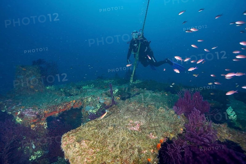 A diver explores a wreck overgrown with corals and violescent sea-whips (Paramuricea clavata), surrounded by fish, including Mediterranean anthias (Anthias anthias), Dive site: Le Donator wreck, Hyères, Giens Peninsula, Mediterranean Sea, Provence-Alpes-Côte d'Azur, France