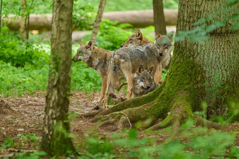 Wolves resting in a group beside a tree in the forest, summer, wolf (Canis lupus), Germany
