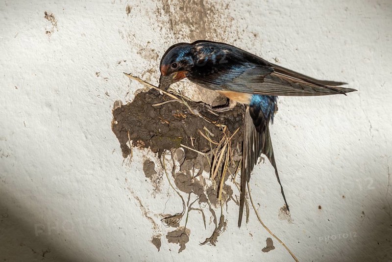 Hirundo rustica, barn swallow, birds, brood, nest building, passeri, swallows, songbirds, birds