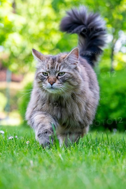 Siberian cat, pedigree cat running across grass in a garden, symbolic photo cat in the garden