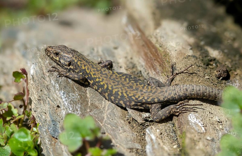 Common wall lizard, Podarcis muralis, reptiles, lizards, reptilia