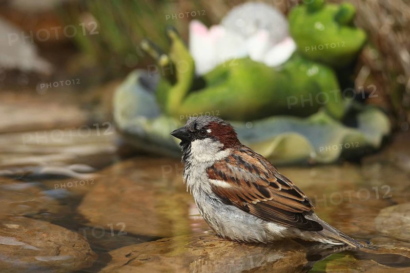 House sparrow (Passer domesticus) male bathing in a garden pond, Allgäu, Bavaria, Germany