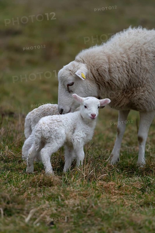 Sheep, Moorschnucke with their two lambs, Othenstorf, Mecklenburg-Western Pomerania, Germany