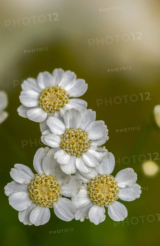 Achillea ptarmica, Bertram yarrow, yarrow, sneezewort, marsh yarrow, flora, high size, portrait format, plants
