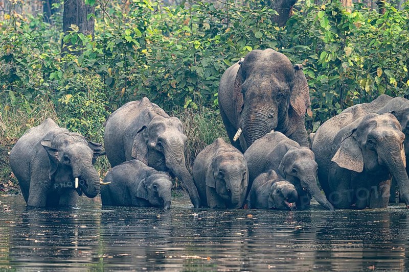 Wild elephant herd with young animals at watering hole, Asian elephant, Elephas maximus, Bardia National Park, jungle, jungle, Nepal