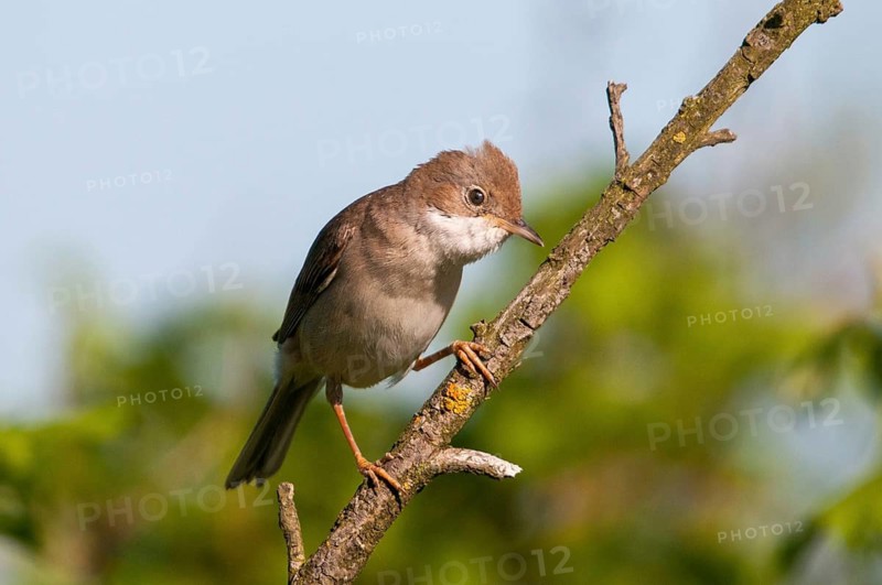 Brandenburg, garden warbler, Germany, Nabu, national natural heritage, natural paradise Grünhaus, Sylvia Borin, post-mining landscape, birds, greenhouse, passeri, songbirds, songbirds, birds