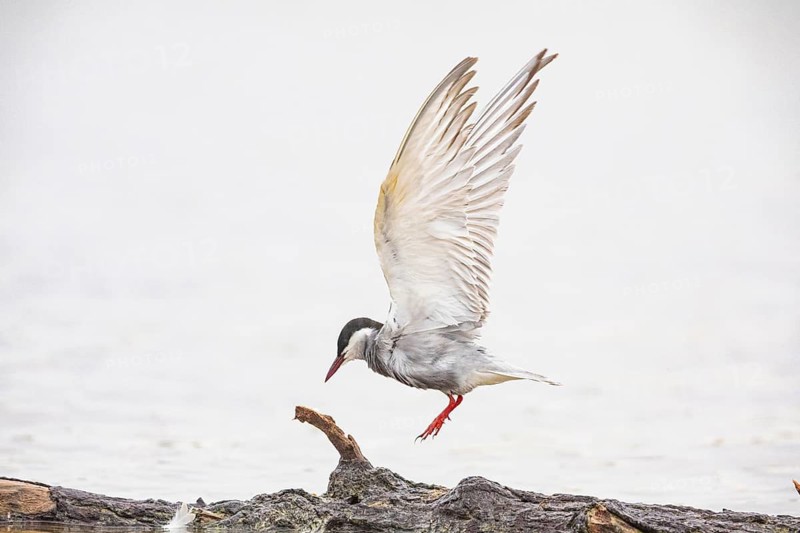 White-bearded Tern (Chlidonias hybridus) Hungary