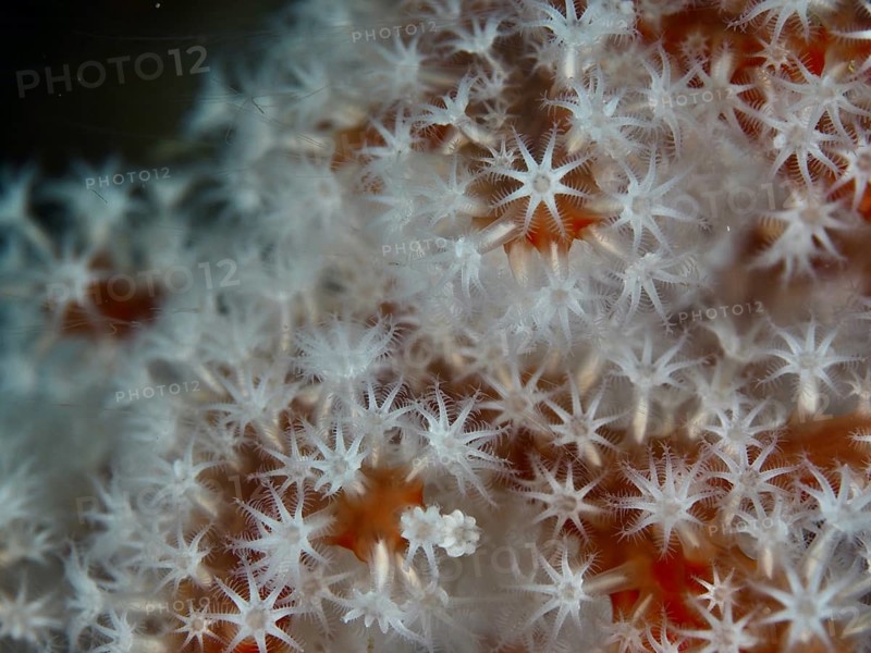 Detailed close-up of polyps from Godeffroy's soft coral (Siphonogorgia godeffroyi), Gondol Reef dive site, Gondol, Bali, Indonesia